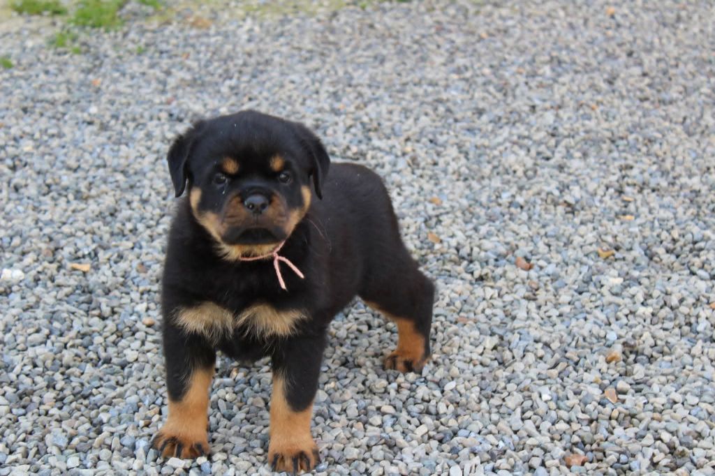 De chatoisillon - Chiots disponibles - Rottweiler