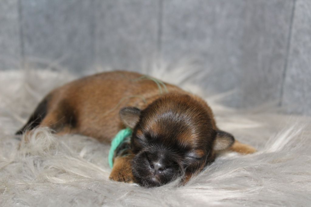 De chatoisillon - Chiots disponibles - Shih Tzu