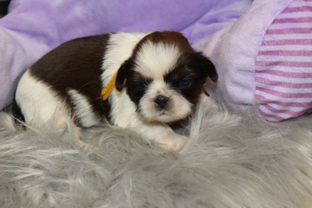 De chatoisillon - Chiots disponibles - Shih Tzu