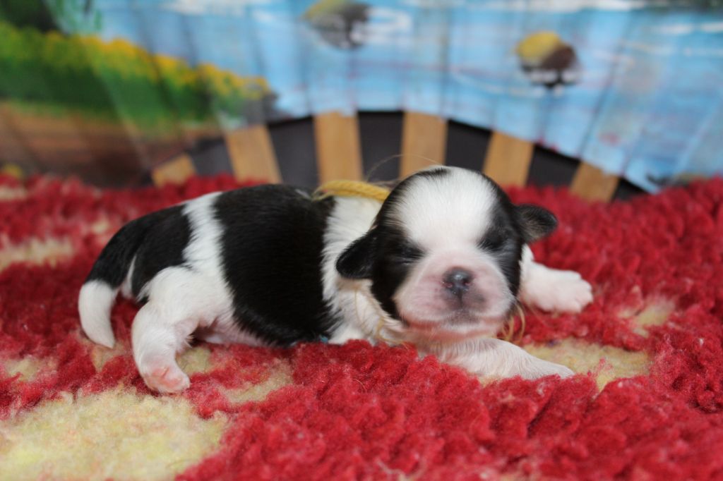 De chatoisillon - Chiots disponibles - Shih Tzu