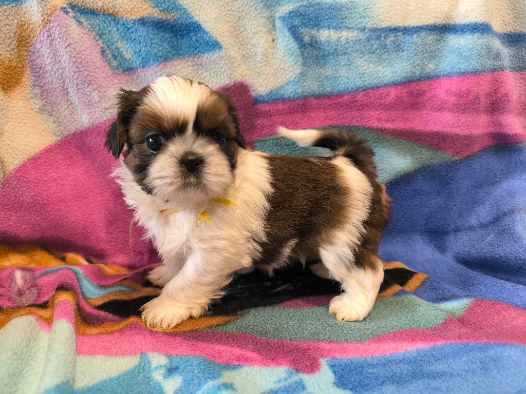 De chatoisillon - Chiots disponibles - Shih Tzu