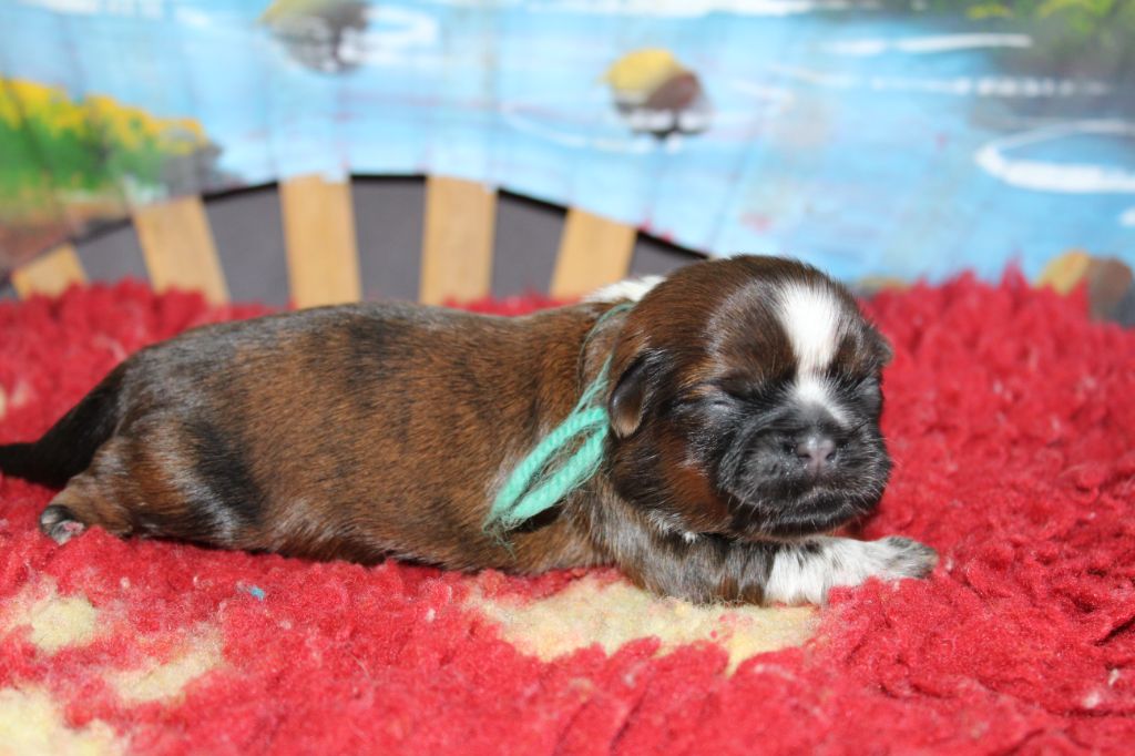 De chatoisillon - Chiots disponibles - Shih Tzu