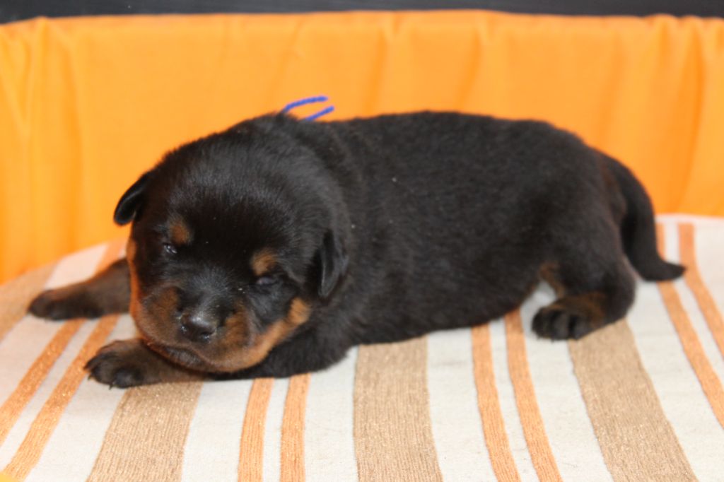 De chatoisillon - Chiots disponibles - Rottweiler