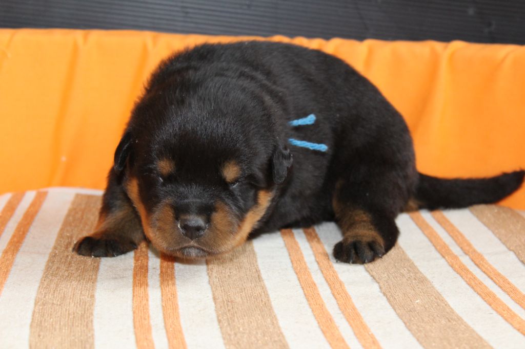 De chatoisillon - Chiots disponibles - Rottweiler