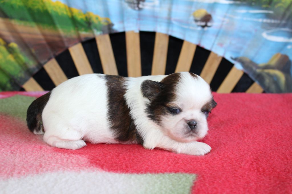 De chatoisillon - Chiots disponibles - Shih Tzu