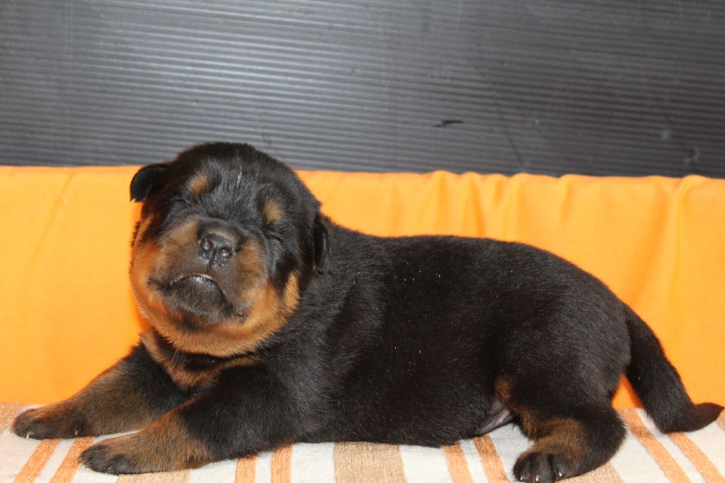 De chatoisillon - Chiots disponibles - Rottweiler