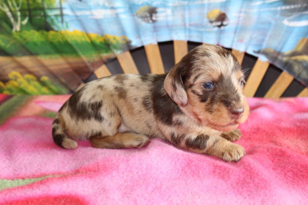 De chatoisillon - Chiots disponibles - Teckel poil dur