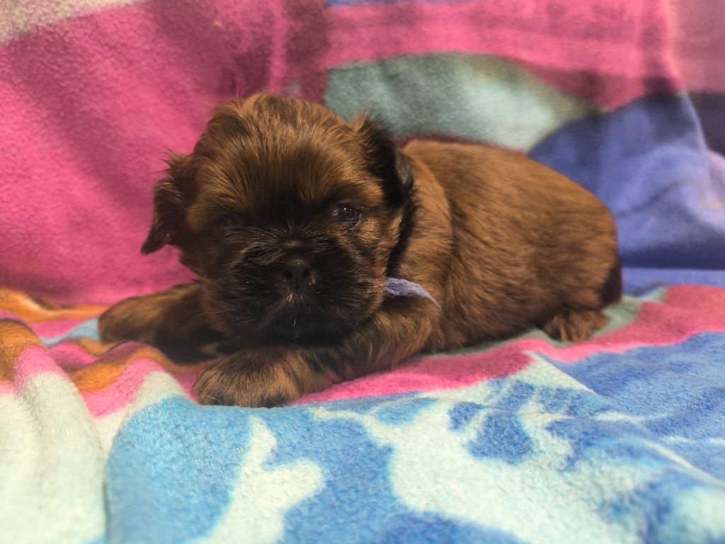 De chatoisillon - Chiots disponibles - Shih Tzu