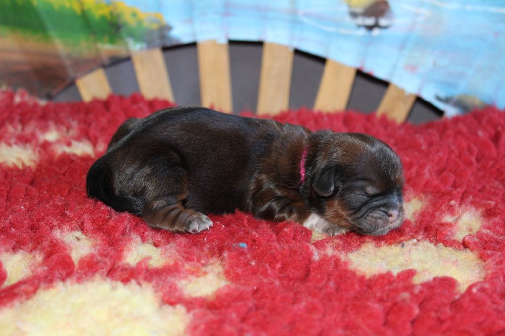 De chatoisillon - Chiots disponibles - Shih Tzu