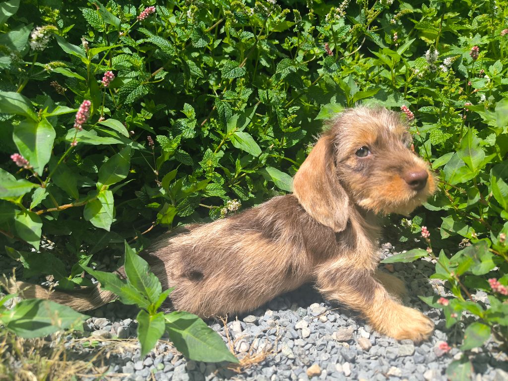 De chatoisillon - Chiots disponibles - Teckel poil dur