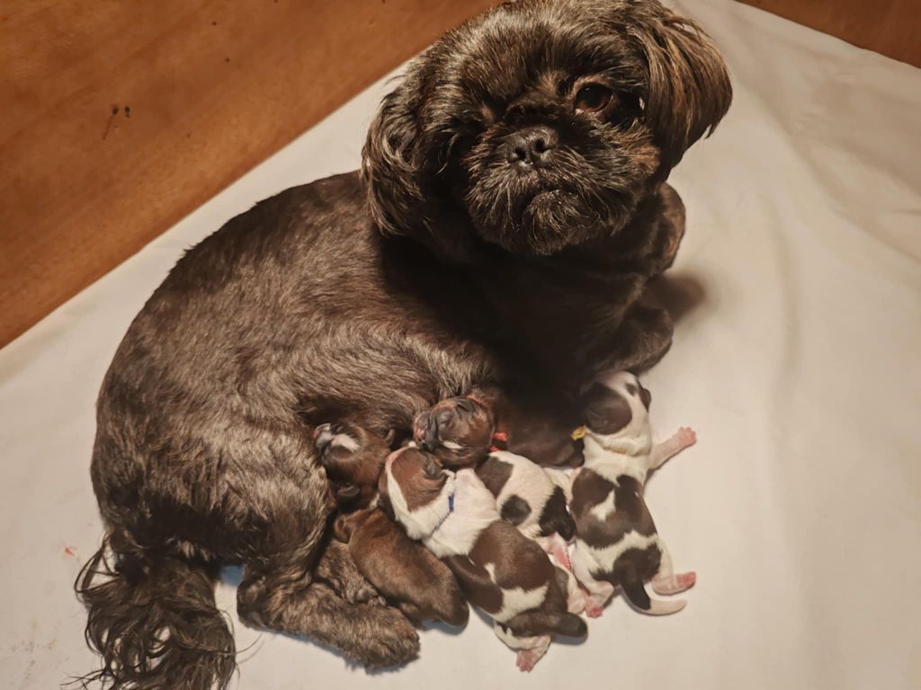 De chatoisillon - Shih Tzu - Portée née le 10/10/2025