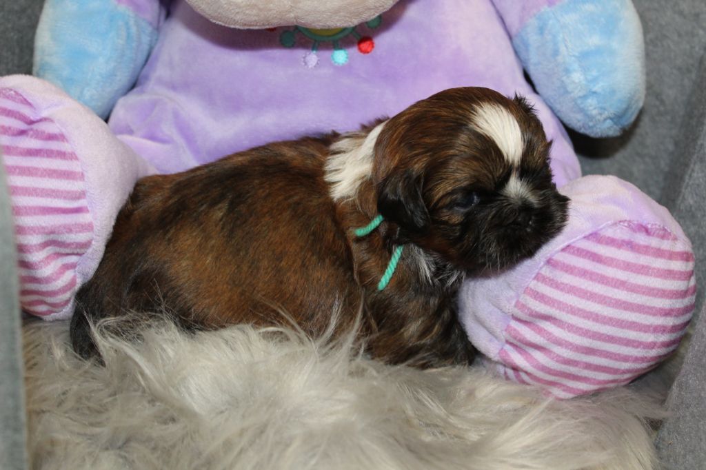 De chatoisillon - Chiots disponibles - Shih Tzu